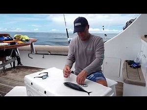 LIVE BAIT BRIDLE RIG