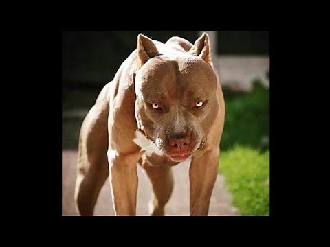 Dogs PROTECTING Their Owners Caught on Camera 📹 🐶