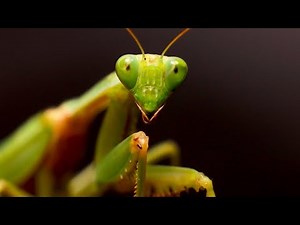 Praying Mantis - The Perfect Predator Of The Insect World / Documentary
