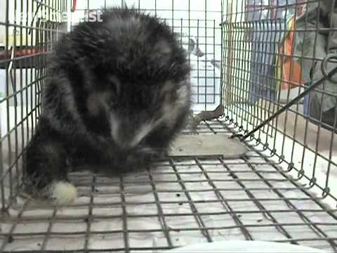 Killer rat injects fur with poison