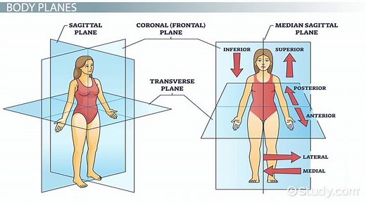 Anatomical Terminology | Body Planes, Positions & Sections