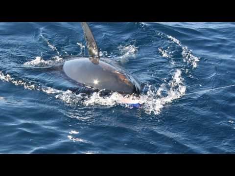 Top Lures To Use When Offshore Fishing For Tuna Trolling