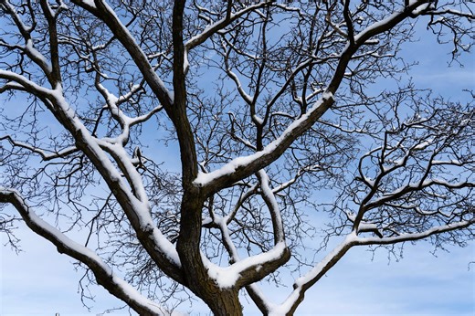 Exploding trees? It can happen. What experts say about frost cracks