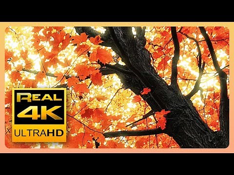 Beautiful Autumn Leaves Colors & Soothing Instrumental Music 🍁🍂 Fall Scenery 4K UHD Nature
